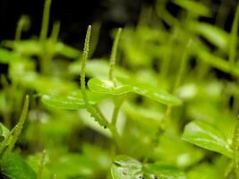 A close up of a plant with green leaves photo