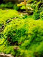 A close up of moss growing on a rock photo