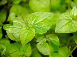 A close up of a plant with green leaves photo