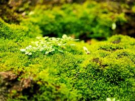 A small plant is growing on a mossy surface photo