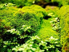 Moss is growing on a rock in the forest photo