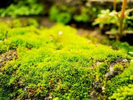 Mossy rock in the garden photo