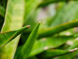A close up of a plant with green leaves photo