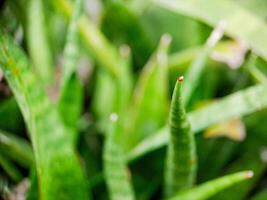 A close up of a green plant with a red flower photo