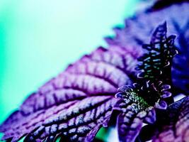 A close up of a purple plant with green leaves photo