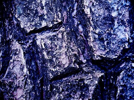 A close up of a tree with a blue background photo