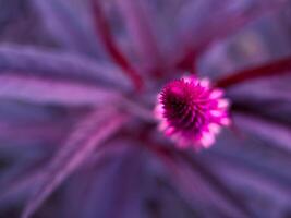 A close up of a purple flower photo
