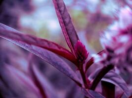 A close up of a purple flower photo