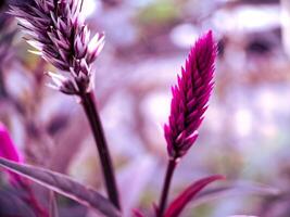 A close up of a purple flower photo