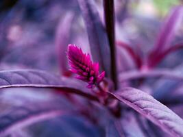 A purple plant with a single flower photo
