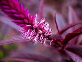 A close up of a purple flower photo