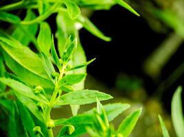 A close up of a plant with green leaves photo