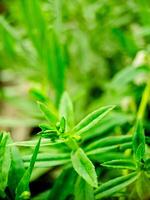 A close up of a plant with green leaves photo