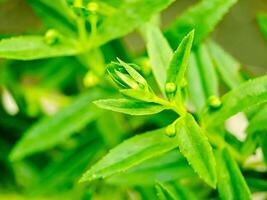 A close up of a plant with green leaves photo