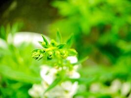 A close up of a flower photo