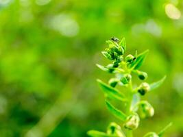 A small green plant with a bee on it photo
