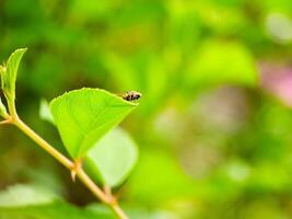 A small insect is sitting on a leaf photo