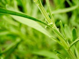 A close up of a plant with green leaves photo