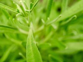 A close up of a plant with green leaves photo