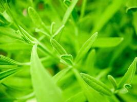 A close up of a green plant with leaves photo