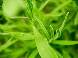 A close up of a plant with green leaves photo