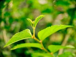 A close up of a leaf with a green stem photo
