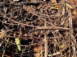 A pile of weeds and grass in the ground photo