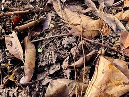 A pile of leaves and dirt with a bird sitting on it photo