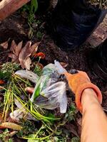 A person is picking up some plants from the ground photo