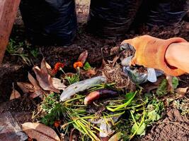 A person is picking up some leaves and dirt photo