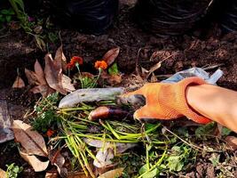A person wearing gloves picking up a pile of dirt photo