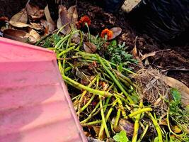A pink bucket with a bunch of weeds in it photo