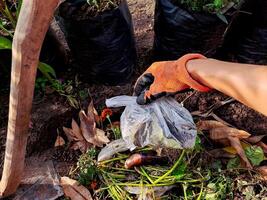 A person is picking up a bag of leaves photo