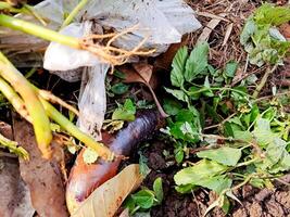A pile of vegetables and weeds on the ground photo