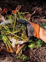 A person wearing gloves picking up some weeds photo