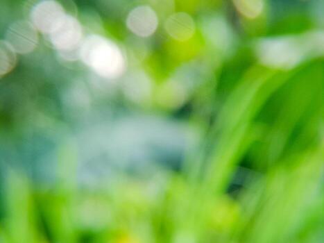 A blurry image of green grass and trees photo