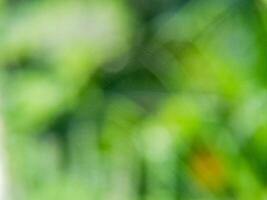 A close up of a green plant with blurry background photo