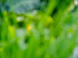 A close up of a green plant with blurry background photo