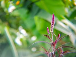 A plant with purple flowers photo