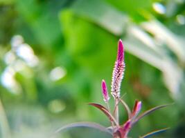 A flower with a stem photo
