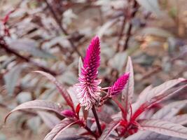 A purple flower with green leaves in the garden photo