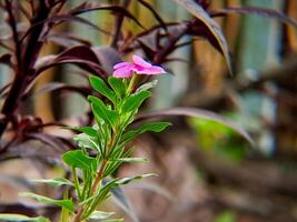 A small pink flower growing in front of a fence photo