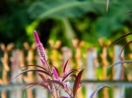 A purple flower with a green stem photo