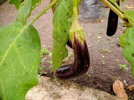 Eggplant growing on the vine photo