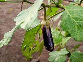 An eggplant hanging on the plant with leaves photo