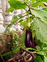 Eggplant growing in the garden photo