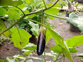An eggplant is growing on the plant photo