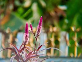 A purple plant with a green background photo