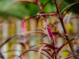 A plant with purple flowers in front of a fence photo