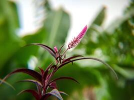 A purple flower with green leaves in the background photo